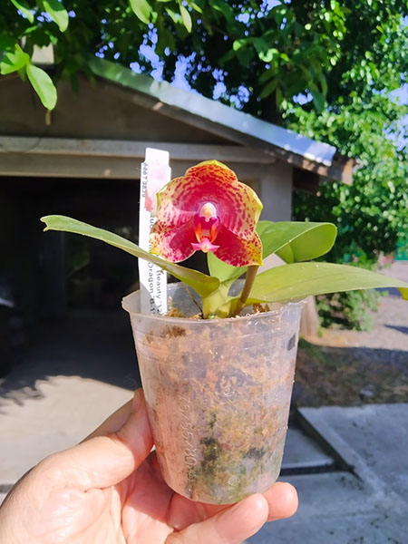 Phalaenopsis Diamond Beauty '1202' x Mituo Reflex Dragon 'B-1'.jpg