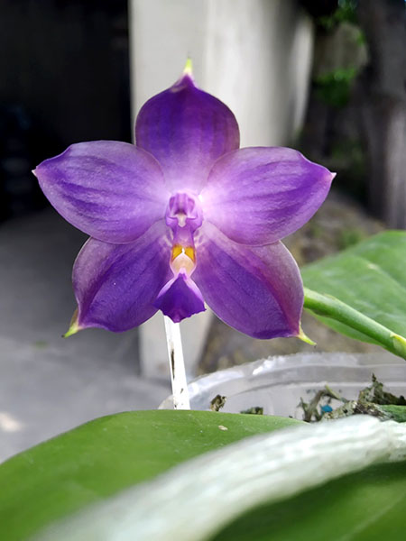 Phalaenopsis Mituo Blue Cat (Mituo Reflex Dragon 'Blue -2' x Mituo Purple Dragon 'Blue Whale').jpg