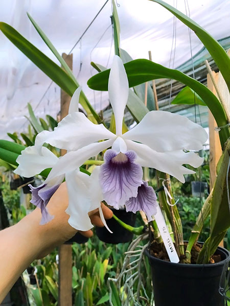 Laelia purpurata werkhauseri x sib.jpg