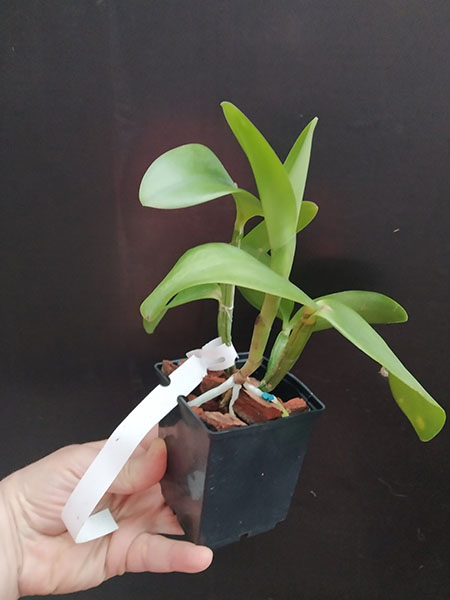 Laelia dayana caerulea x Cattleya intermedia caerulea trilabelo.jpg