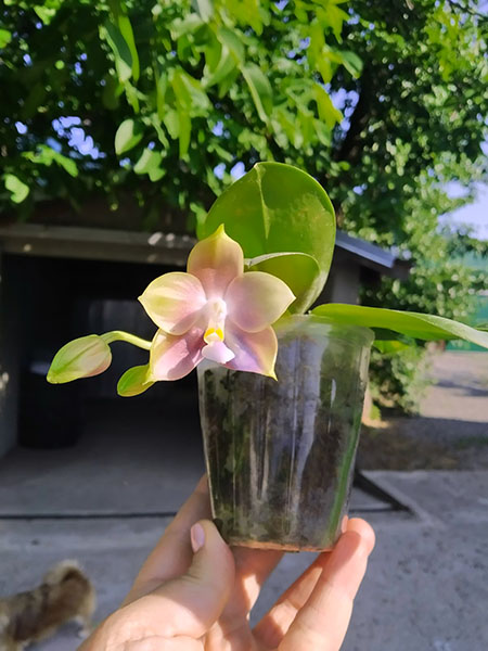 Phalaenopsis Mituo Reflex Dragon 'Blue-2' x Mituo Speciosa 'Mituo#1'.jpg