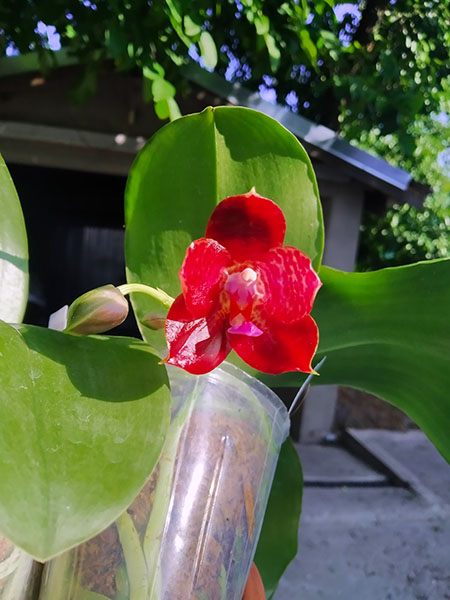 Phalaenopsis Mituo Purple Dragon x gigantea alba 'Ta wei'.jpg