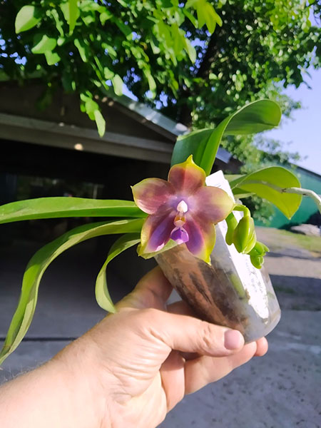 Phalaenopsis Mituo Reflex Dragon 'Blue -2' x Mituo 24 Solar Terms 'Black Angel'.jpg