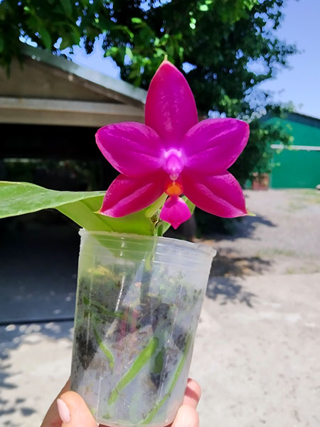 Phalaenopsis violacea indigo x Mituo Reflex Dragon 'Blue #2'.jpg