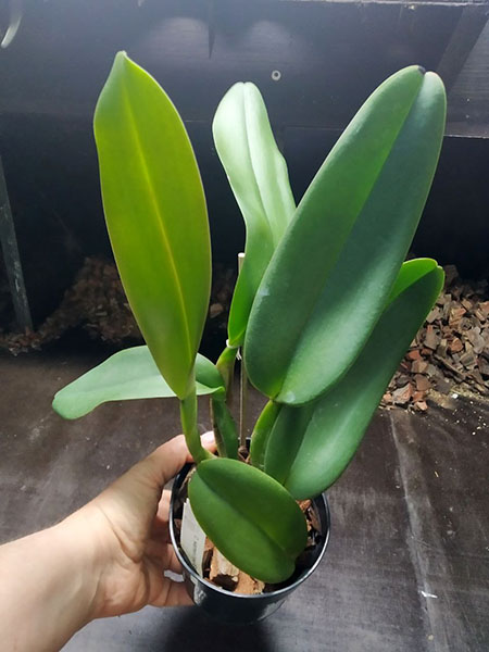 Cattleya warneri tipo (EX16 x EX7).jpg