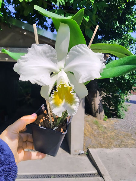 Cattleya mossiae var wagneri.jpg