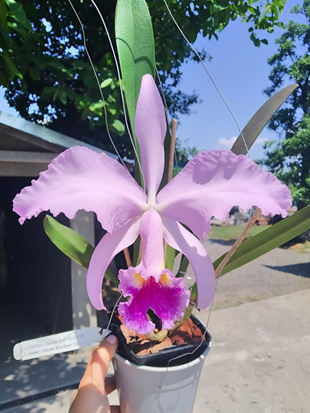 Laeliocattleya Love Knot coerulea x Cattleya mossiae coerulea.jpg