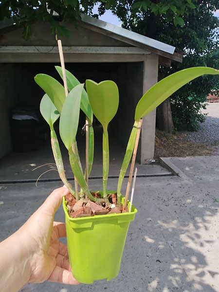 Cattleya lueddemanniana tipo ('Yamile' x 'Morela') x coerulea pincelada 'Giovani Bordini'.jpg