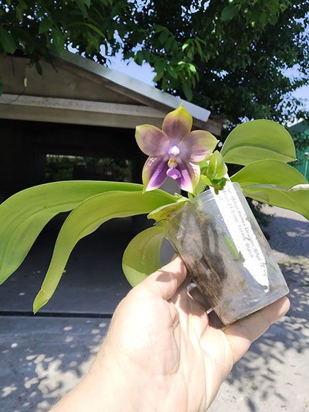 Phalaenopsis Mituo Reflex Dragon 'Blue -2' x Mituo 24 Solar Terms 'Black Angel'.jpg