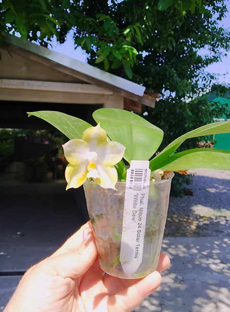 Phalaenopsis Mituo 24 Solar Terms 'White Dew'.jpg