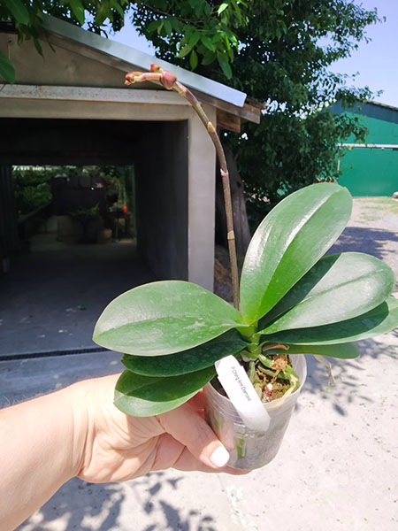 Phalaenopsis Ching Ann Diamond 'ES' #39.jpg