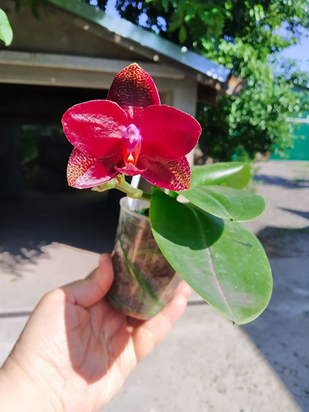 Phalaenopsis Mituo King 'K-Gold'.jpg