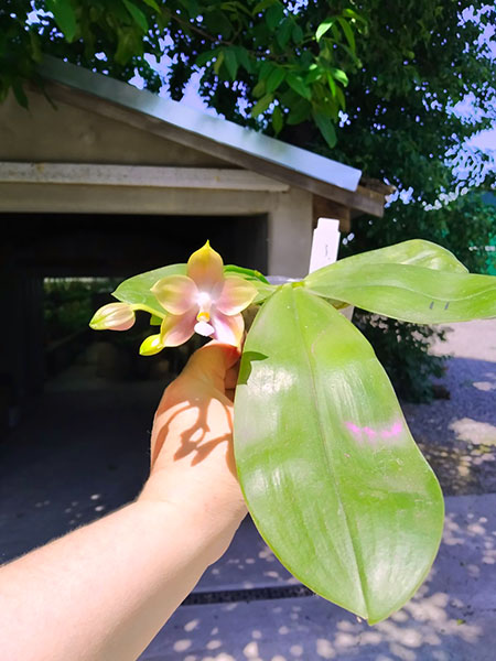 Phalaenopsis Mituo Reflex Dragon 'Blue-2' x Mituo Speciosa 'Mituo#1'.jpg