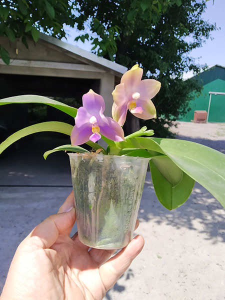 Phalaenopsis Mituo Reflex Dragon 'Blue -2' x Mituo 24 Solar Terms 'Black Angel'.jpg