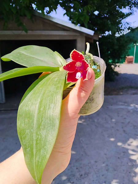 Phalaenopsis corningiana x corningiana 'Coffee'.jpg