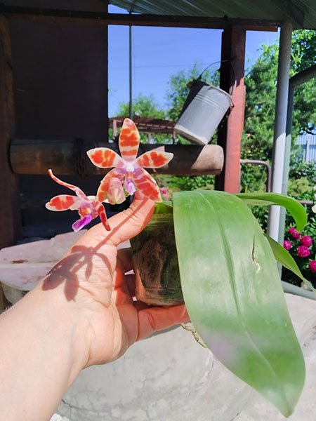 Phalaenopsis Chienlung Mary (speciosa x mariae).jpg