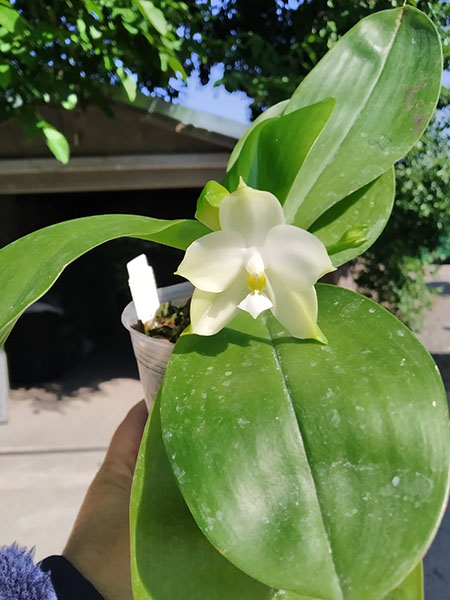 Phalaenopsis Mituo Purple Dragon 'BLue White' x Mituo Golden Tiger 'TTT'.jpg