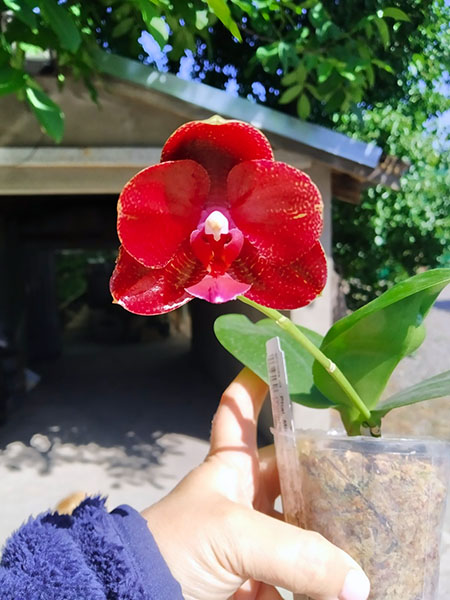 Phalaenopsis Mituo Sun 'Mituo # 1' x (Yungho Princess Gelb x Sogo Kaiulani).jpg