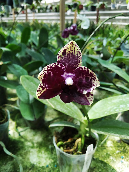 Phalaenopsis (Diamond Beauty '1202' x Mituo Reflex Dragon 'B-1').jpg