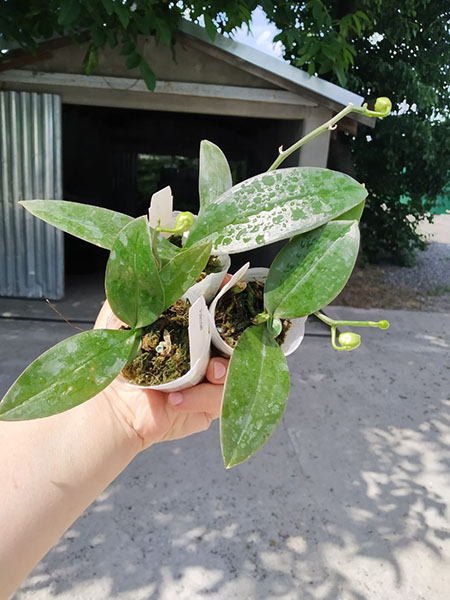 Phalaenopsis Mini Mark.jpg