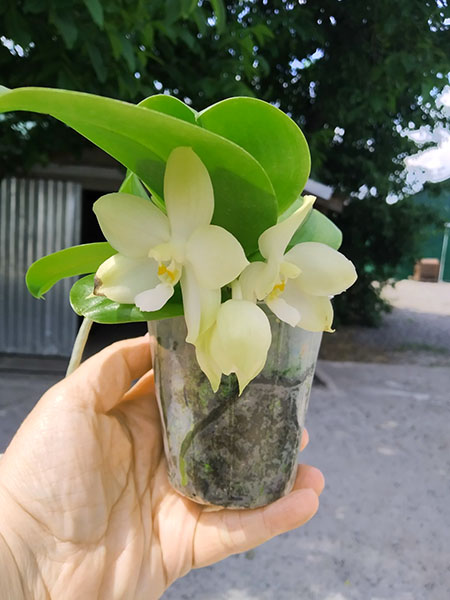 Phalaenopsis Tzu Chiang Tetralitz x Mituo Reflex Dragon.jpg