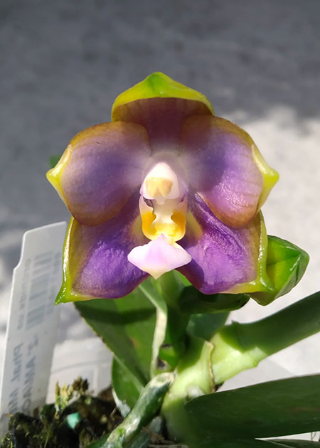 Phalaenopsis Mituo Reflex Dragon 'Blue -2'.jpg