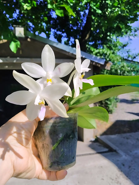 Phalaenopsis Penang Violacea x tetraspis.jpg