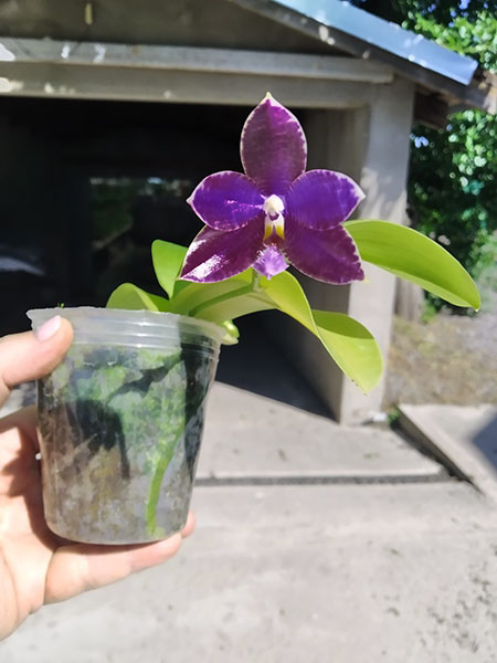 Phalaenopsis (YangYang Blue Liuli x lueddemanniana coerulea).jpg