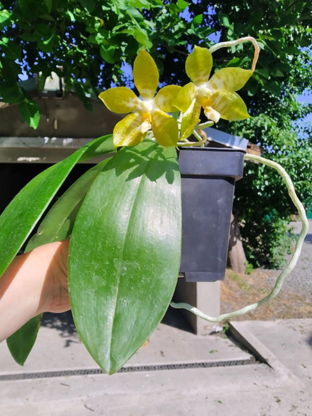 Phalaenopsis Yaphon 'Yellow Bomb' x Gelblieber flava.jpg