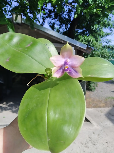 Phalaenopsis Mituo Princess 'Black Beauty' x (Lyndon Gold Ring x Miro Super Star).jpg