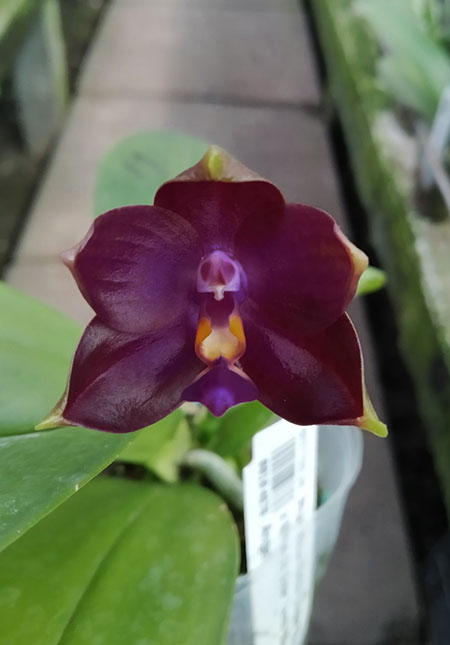 Phalaenopsis Mituo Reflex Dragon 'Blue -2' x Mituo 24 Solar Terms 'Black Angel'.jpg