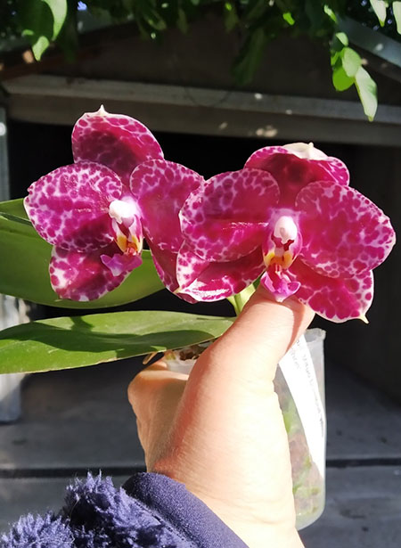 Phalaenopsis Mituo Diamond 'White Python'.jpg