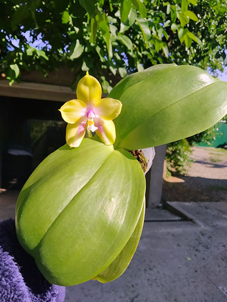 Phalaenopsis (Mituo Gelb Eagle x Zheng Min Muscadine) x Mituo Gelb Eagle 'Oriole'.jpg