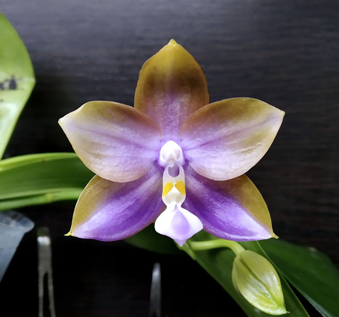 Phalaenopsis Mituo Blue Cat (Mituo Reflex Dragon 'Blue -2' x Mituo Purple Dragon 'Blue Whale').jpg