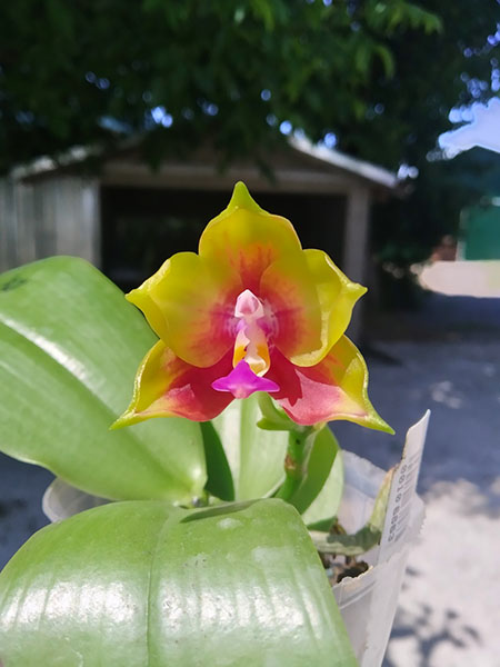 Phalaenopsis Mituo Reflex Dragon 'Blue - 2' x Mituo Love 'Rainbow-520'.jpg