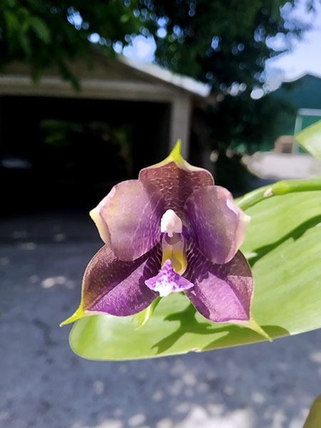 Phalaenopsis Mituo Blue Smurfs 'Blue-S' x Mituo Speciosa 'Blue-Coffe'.jpg