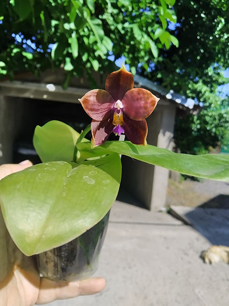 Phalaenopsis Mituo Blue Smurfs 'Blue-S' x Mituo Speciosa 'Blue-Coffe'.jpg