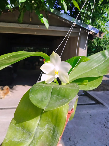 Phalaenopsis Mituo Purple Dragon 'BLue White' x Mituo Golden Tiger 'TTT'.jpg