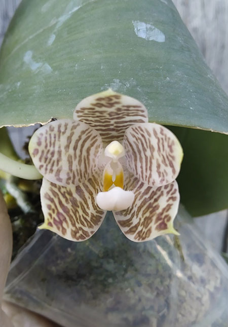 Phalaenopsis Mituo Golden Tiger 'Golden Ring' x gigantea alba 'Ta Wei'.jpg