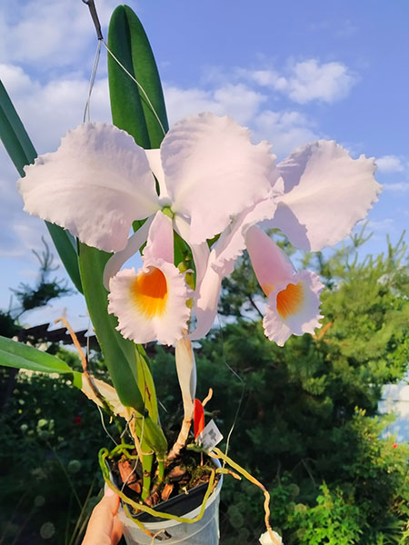Cattleya schroederae.jpg
