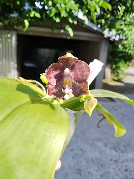 Phalaenopsis Mituo Blue Smurfs 'Blue-S' x Mituo Speciosa 'Blue-Coffe'.jpg