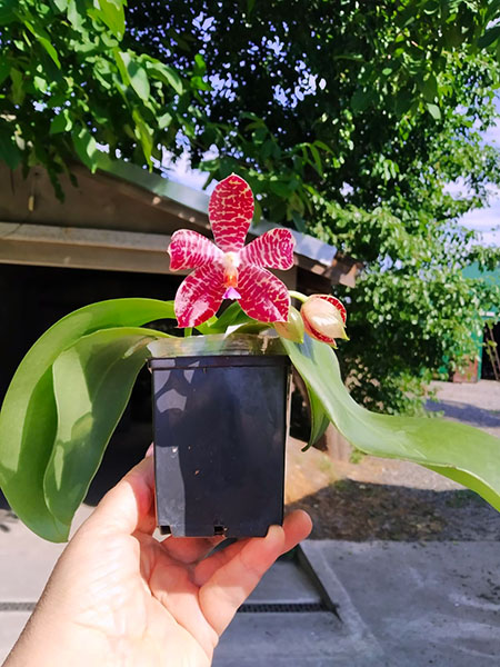 Phalaenopsis Mituo Purple Dragon x gigantea alba 'Ta wei'.jpg