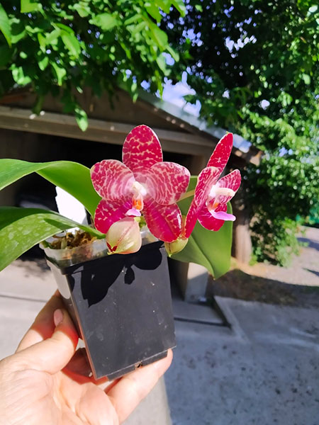 Phalaenopsis Mituo Purple Dragon x gigantea alba 'Ta wei'.jpg