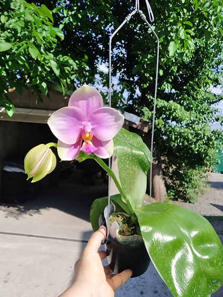 Phalaenopsis Sweet Memory.jpg