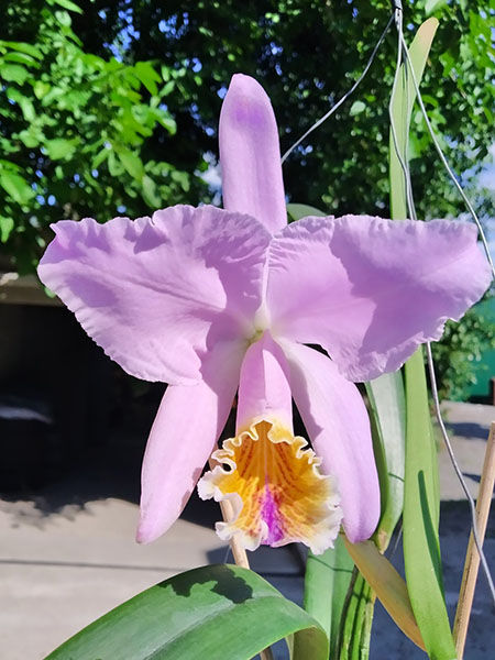 Cattleya mossiae yellow lip x coerulea 'Pablo'.jpg