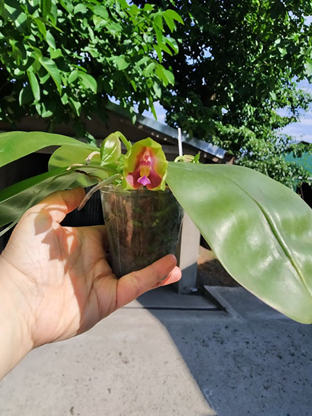 Phalaenopsis Mituo Princess 'Black Beauty' x (speciosa x Mituo Prince) 'Taro purple'.jpg