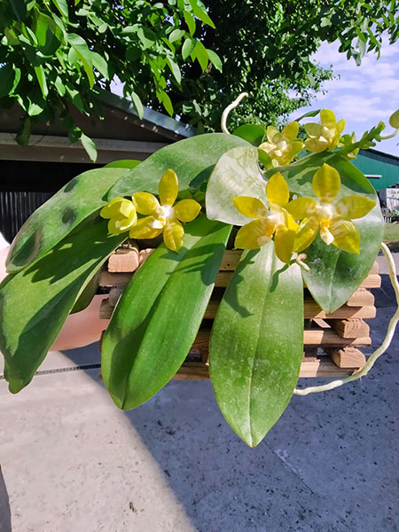 Phalaenopsis Yaphon 'Yellow Bomb' x Gelblieber flava.jpg