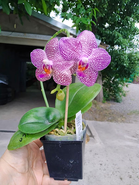 Phalaenopsis Mituo Gigan Dragon 'Dragon' x Mituo Sunrise.jpg