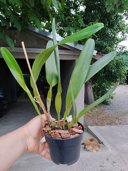 Laelia crispa (vinicolor x flamea).jpg