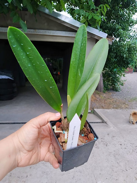 Rhynchobrassoleya Copper Queen.jpg